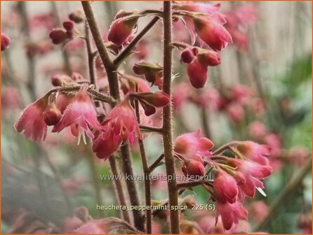 Heuchera 'Peppermint Spice' | Purperklokje | Purpurgl&ouml;ckchen | Coral Bells