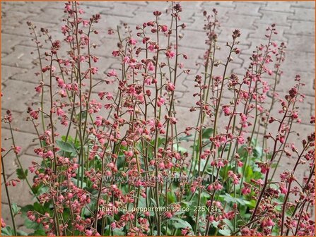 Heuchera 'Peppermint Spice' | Purperklokje | Purpurgl&ouml;ckchen | Coral Bells