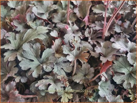 Heucherella 'Indigo Frost' | Schuimklokje | Bastardschaumbl&uuml;te | Foamy Bells