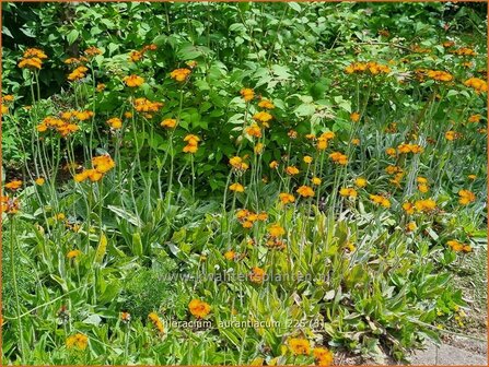 Hieracium aurantiacum | Oranje havikskruid, Havikskruid | Orangerotes Habichtskraut | Orange Hawkweed