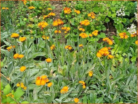 Hieracium aurantiacum | Oranje havikskruid, Havikskruid | Orangerotes Habichtskraut | Orange Hawkweed
