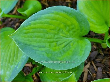 Hosta 'Brother Stefan' | Hosta, Hartlelie, Funkia | Funkie | Hosta