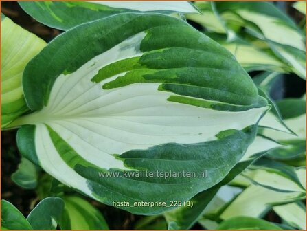 Hosta 'Enterprise' | Hosta, Hartlelie, Funkia | Funkie | Hosta