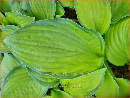 Hosta 'Inniswood' | Hosta, Hartlelie, Funkia | Funkie | Hosta
