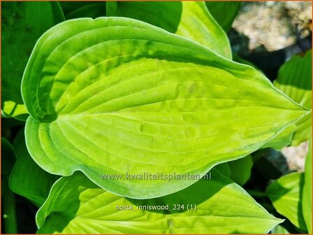 Hosta 'Inniswood' | Hosta, Hartlelie, Funkia | Funkie | Hosta