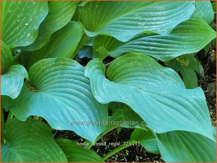 Hosta 'Krossa Regal' | Hosta, Hartlelie, Funkia | Funkie | Hosta