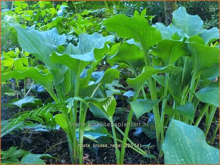Hosta 'Krossa Regal' | Hosta, Hartlelie, Funkia | Funkie | Hosta