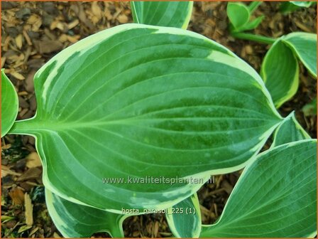 Hosta 'Parasol' | Hosta, Hartlelie, Funkia | Funkie | Hosta