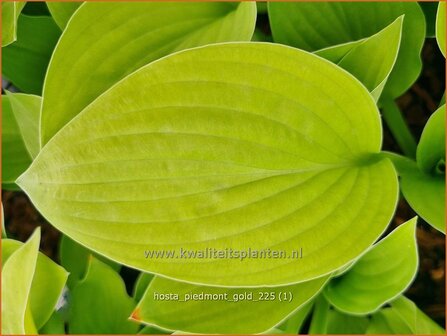Hosta 'Piedmont Gold' | Hosta, Hartlelie, Funkia | Funkie | Hosta
