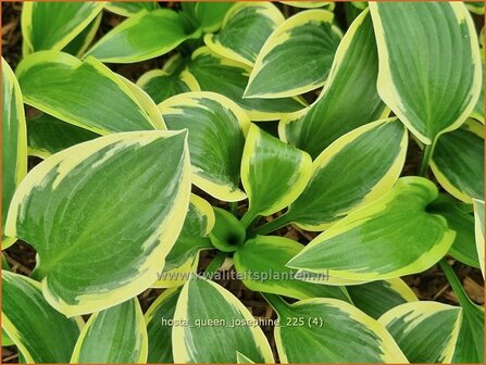 Hosta 'Queen Josephine' | Hosta, Hartlelie, Funkia | Funkie | Hosta