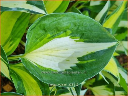 Hosta 'Vulcan' | Hosta, Hartlelie, Funkia | Funkie | Hosta