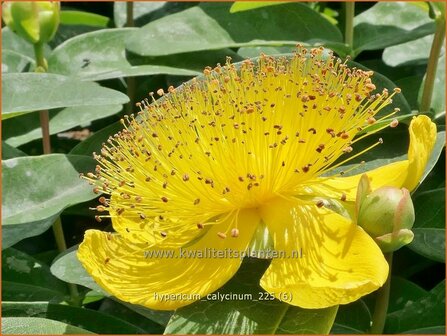 Hypericum calycinum | Grootbloemig hertshooi, Hertshooi | Teppichjohanneskraut | Aaron's Beard