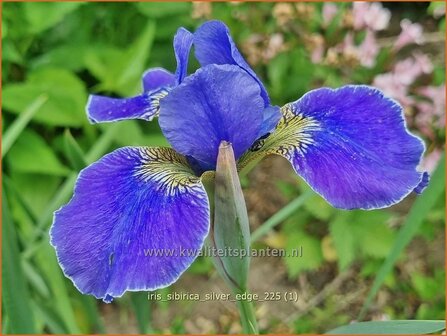 Iris sibirica 'Silver Edge' | Siberische iris, Lis, Iris | Sibirische Schwertlilie | Siberian Iris