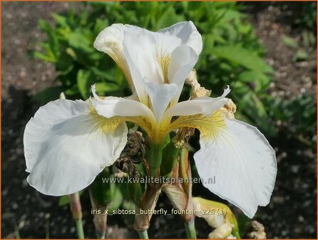 Iris x sibtosa 'Butterfly Fountain' | Iris, Lis | Schwertlilie | Flag