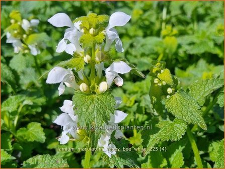 Lamium maculatum 'Happy Bee White' | Gevlekte dovenetel, Gestreepte dovenetel, Dovenetel | Gefleckte Taubnessel | Spo