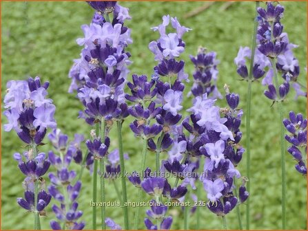 Lavandula angustifolia 'Contrast' | Echte lavendel, Gewone lavendel, Lavendel | Echter Lavendel | English Lavender