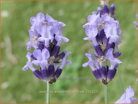 Lavandula angustifolia 'Contrast' | Echte lavendel, Gewone lavendel, Lavendel | Echter Lavendel | English Lavender
