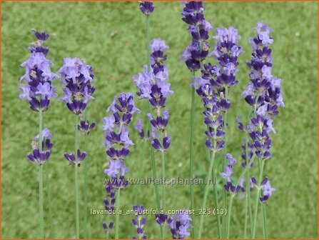 Lavandula angustifolia 'Contrast' | Echte lavendel, Gewone lavendel, Lavendel | Echter Lavendel | English Lavender