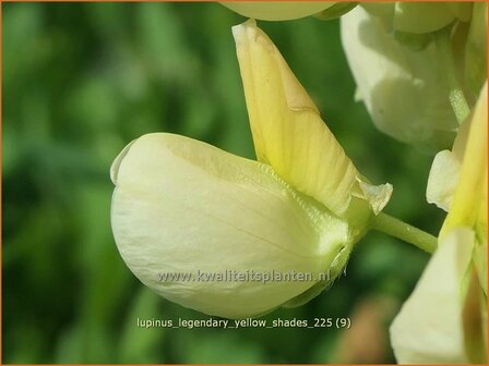 Lupinus 'Legendary Yellow Shades' | Lupine | Lupine | Lupin