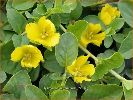 Lysimachia nummularia | Penningkruid | Pfennigkraut | Creeping Jenny