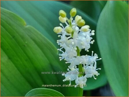 Maianthemum dilatatum | Dalkruid | Schattenblume | May Lily