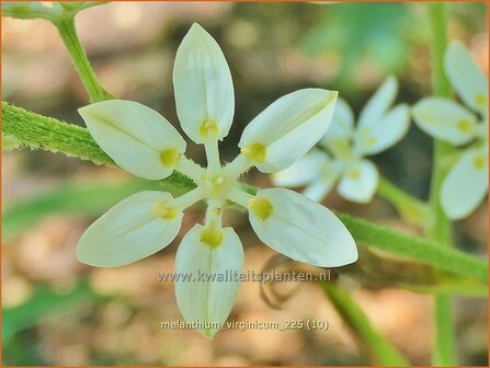 Melanthium virginicum | Virginia bunchflower