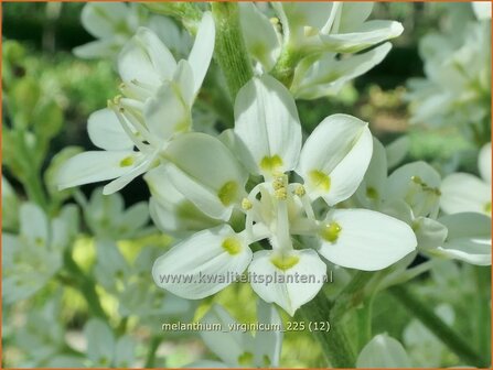 Melanthium virginicum | Virginia bunchflower