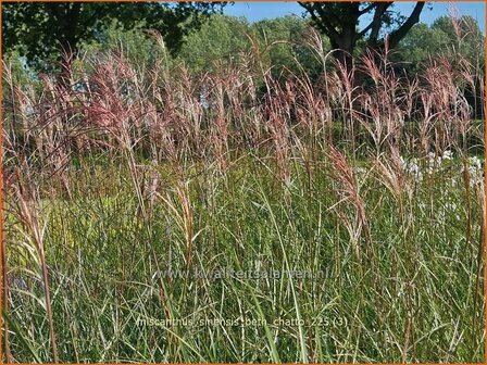 Miscanthus sinensis 'Beth Chatto' | Chinees prachtriet, Chinees riet, Japans sierriet, Sierriet | Chinaschilf | Eulal
