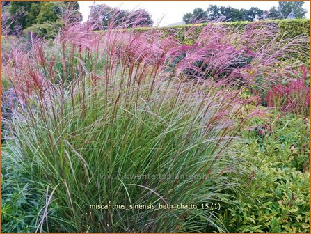 Miscanthus sinensis 'Beth Chatto' | Chinees prachtriet, Chinees riet, Japans sierriet, Sierriet | Chinaschilf | Eulal