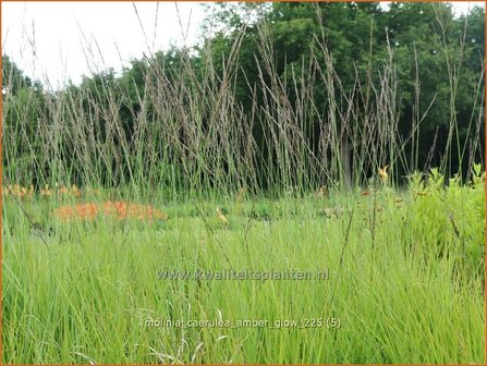 Molinia caerulea 'Amber Glow' | Pijpenstrootje | Kleines Pfeifengras | Purple Moorgrass