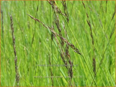 Molinia caerulea 'Amber Glow' | Pijpenstrootje | Kleines Pfeifengras | Purple Moorgrass