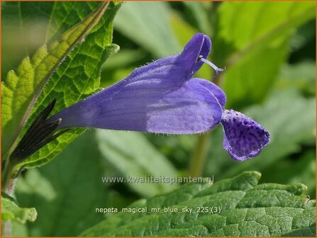 Nepeta 'Magical Mr. Blue Sky' | Kattenkruid | Katzenminze | Catmint