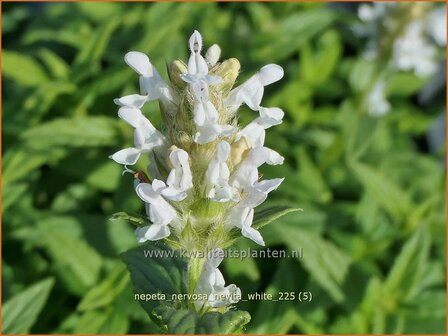 Nepeta nervosa 'Nevita White' | Kattenkruid | Geaderte Katzenminze | Catmint