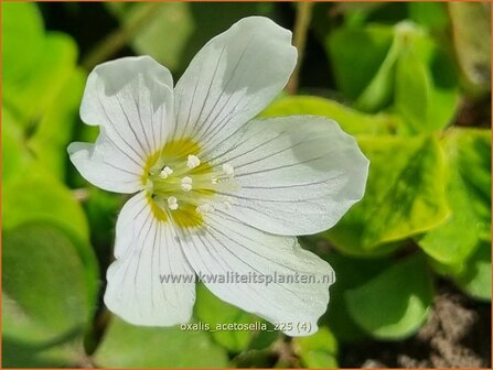 Oxalis acetosella | Witte klaverzuring, Klaverzuring | Wald-Sauerklee | Alleluia