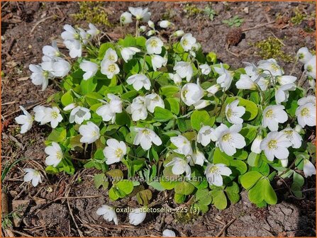 Oxalis acetosella | Witte klaverzuring, Klaverzuring | Wald-Sauerklee | Alleluia