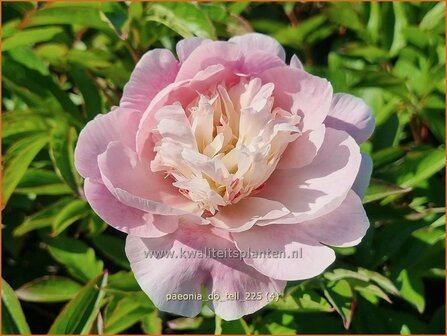 Paeonia 'Do Tell' | Pioenroos | Pfingstrose | Peony