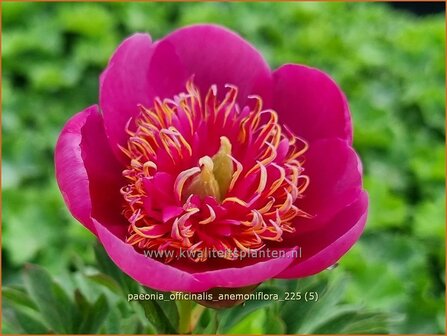 Paeonia officinalis 'Anemoniflora' | Pioenroos, Boerenpioen | Echte Pfingstrose | Common Peony