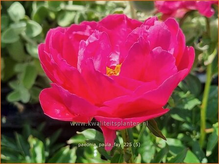 Paeonia 'Paula Fay' | Pioenroos | Pfingstrose | Peony