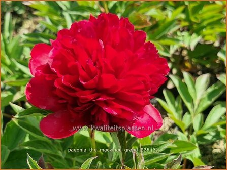 Paeonia 'The Mackinac Grand' | Pioenroos | Pfingstrose | Peony