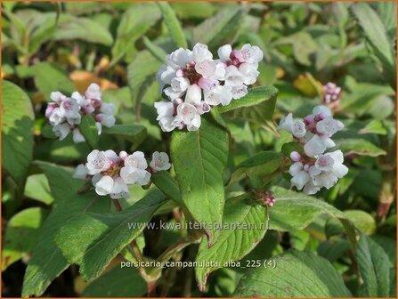 Persicaria campanulata 'Alba' | Belletjesduizendknoop, Klokjesduizendknoop, Duizendknoop | Glockenkn&ouml;terich | Lesser