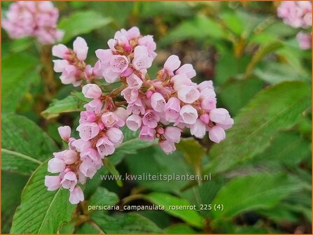 Persicaria campanulata 'Rosenrot' | Belletjesduizendknoop, Klokjesduizendknoop, Duizendknoop | Glockenkn&ouml;t