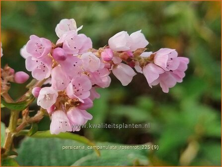 Persicaria campanulata 'Rosenrot' | Belletjesduizendknoop, Klokjesduizendknoop, Duizendknoop | Glockenkn&ouml;t