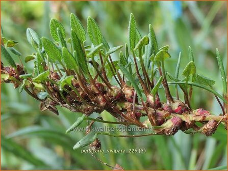 Persicaria vivipara | Knolduizendknoop, Broedbistorta, Levendbarende duizendknoop, Duizendknoop | Kn&ouml;llchen-Wiesenkn&ouml;terich |