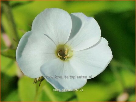 Phlox 'Chione' | Hoge vlambloem, Vlambloem, Flox, Floks | Hohe Flammenblume | Border Phlox