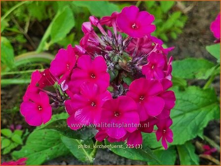 Phlox 'Kirchenf&uuml;rst' | Hoge vlambloem, Vlambloem, Flox, Floks | Hohe Flammenblume | Border Phlox