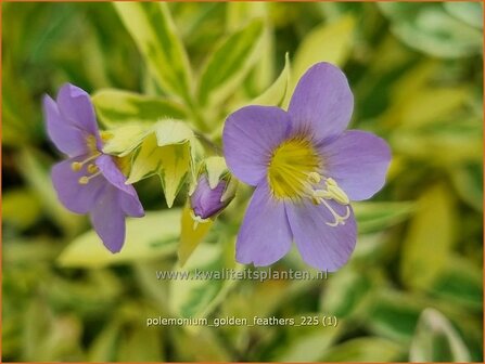 Polemonium 'Golden Feathers' | Jacobsladder, Hemelladder | Purpur-Jakobsleiter | Jacob's Ladder