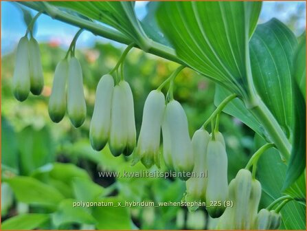 Polygonatum x hybridum 'Weihenstephan' | Salomonszegel | Dunkelbl&auml;ttrige Wei&szlig;wurz | Garden Solomon's Seal