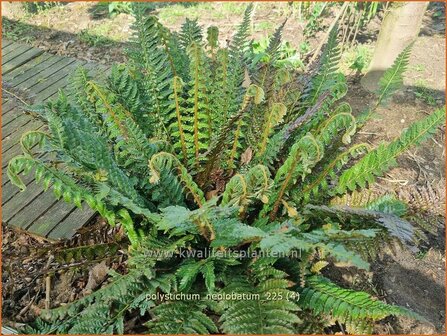 Polystichum neolobatum | Aziatische Sabelvaren, Naaldvaren | Asiatischer glanzschildfarn | Asian Saber Fern