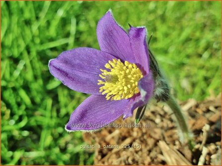 Pulsatilla patens | Wildemanskruid, Pelsanemoon | Finger-Kuhschelle | Eastern Pasque Flower