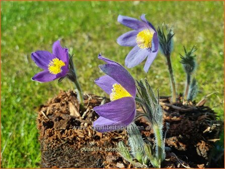 Pulsatilla patens | Wildemanskruid, Pelsanemoon | Finger-Kuhschelle | Eastern Pasque FlowerPulsatilla patens | Wildemanskruid, 